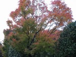 IMG_1921.jpg