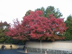 IMG_1924.jpg