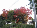 IMG_1931.jpg