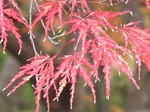 IMG_1965.jpg