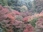 IMG_1970.jpg